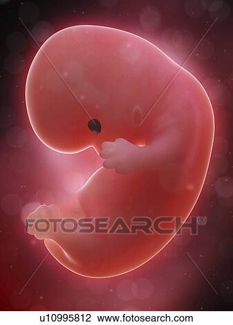 Stock Image - Illustration of a human foetus, week 8.. Fotosearch
