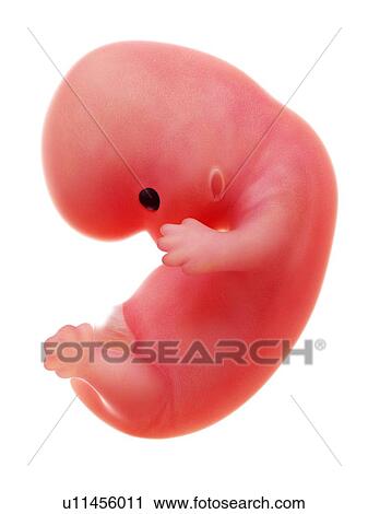 Stock Image - Illustration of a human foetus, week 8.. Fotosearch