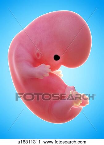Stock Image - Illustration of a human foetus, week 8.. Fotosearch