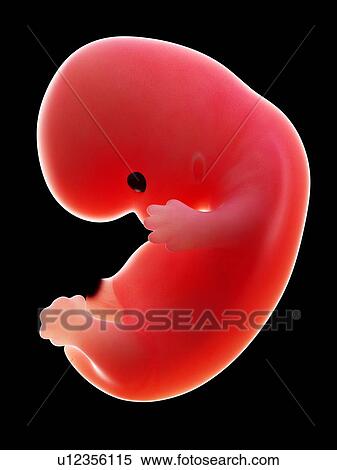 Illustration of a human foetus, week 8. View Large Photo Image Stock Photography - Illustration of a human foetus, week 8.. Fotosearch