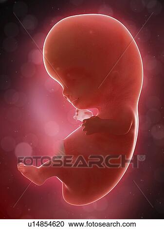 Illustration of a human foetus, week 9. View Large Photo Image Stock Image - Illustration of a human foetus, week 9.. Fotosearch