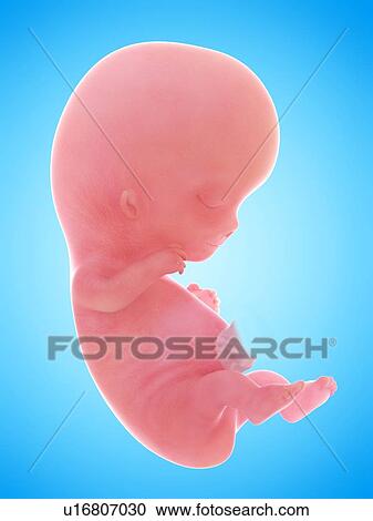 Illustration of a human foetus, week 9. View Large Photo Image Stock Image - Illustration of a human foetus, week 9.. Fotosearch