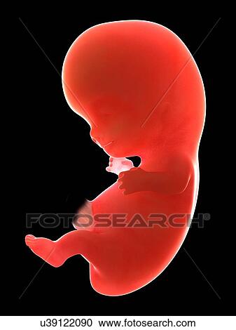 Stock Image - Illustration of a human foetus, week 9.. Fotosearch