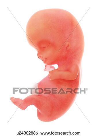 Stock Photography - Illustration of a human foetus, week 9.. Fotosearch