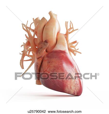 Illustration of a human heart. View Large Photo Image Stock Image - Illustration of a human heart.. Fotosearch