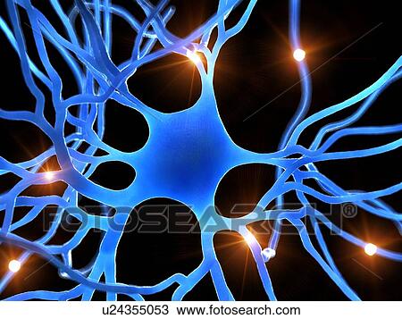 Illustration of a human nerve cell. View Large Photo Image Stock Image - Illustration of a human nerve cell.. Fotosearch