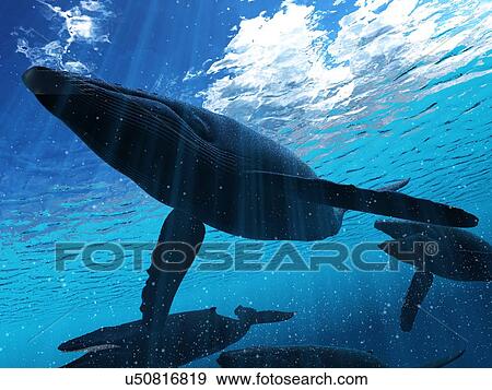 Stock Photo - Illustration of a humpback whale.. Fotosearch