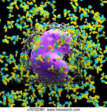 Illustration of a leucocyte and antibodies. View Large Photo Image Stock Image - Illustration of a leucocyte and antibodies.. Fotosearch