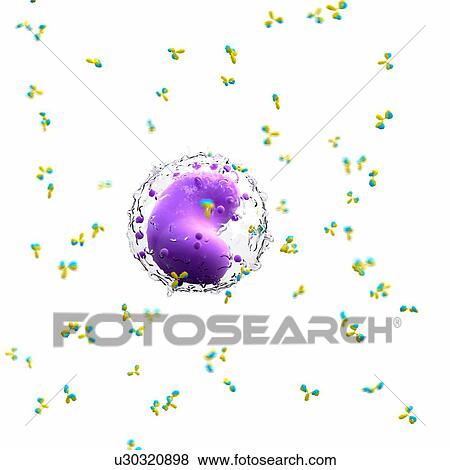 Stock Photo - Illustration of a leucocyte and antibodies.. Fotosearch