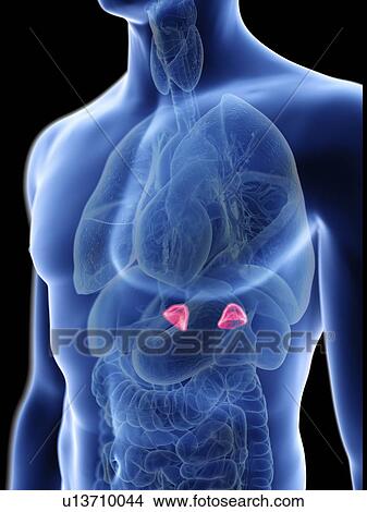 Picture - Illustration of a man's adrenal glands.. Fotosearch