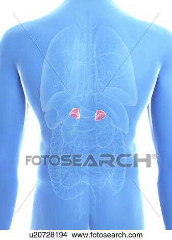 Illustration of a man's adrenal glands. View Large Photo Image Picture - Illustration of a man's adrenal glands.. Fotosearch
