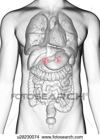 Picture - Illustration of a man's adrenal glands.. Fotosearch