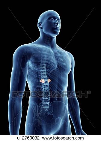 Stock Image - Illustration of a man's adrenal glands.. Fotosearch
