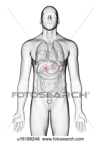 Stock Photo - Illustration of a man's adrenal glands.. Fotosearch