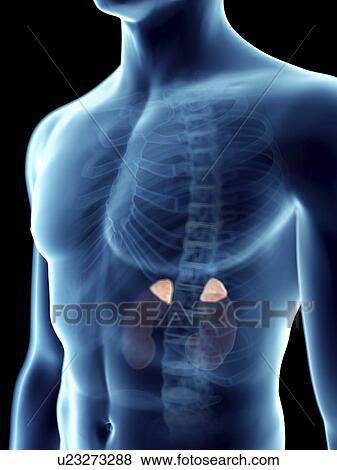 Stock Photo - Illustration of a man's adrenal glands.. Fotosearch