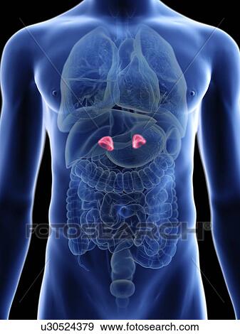 Stock Photo - Illustration of a man's adrenal glands.. Fotosearch