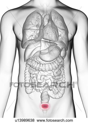 Stock Photo - Illustration of a man's bladder.. Fotosearch
