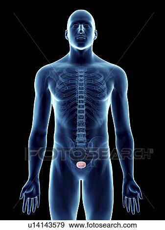 Stock Photo - Illustration of a man's bladder.. Fotosearch