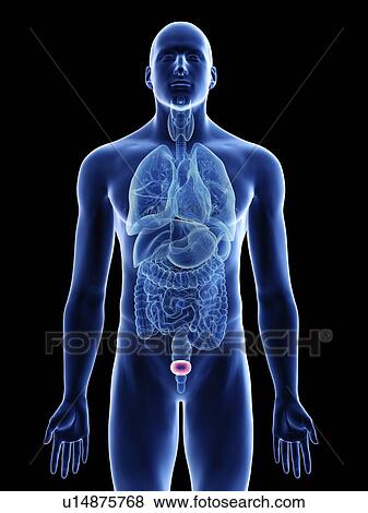 Stock Photo - Illustration of a man's bladder.. Fotosearch