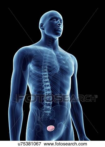 Stock Photo - Illustration of a man's bladder.. Fotosearch