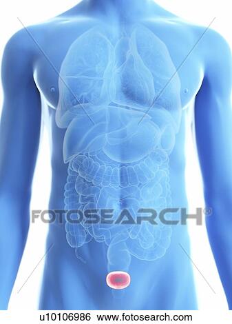 Illustration of a man's bladder. View Large Photo Image Stock Photograph - Illustration of a man's bladder.. Fotosearch