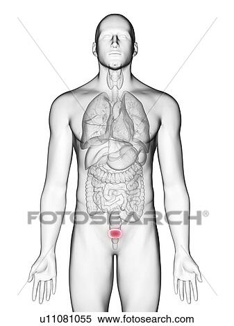 Stock Photography - Illustration of a man's bladder.. Fotosearch