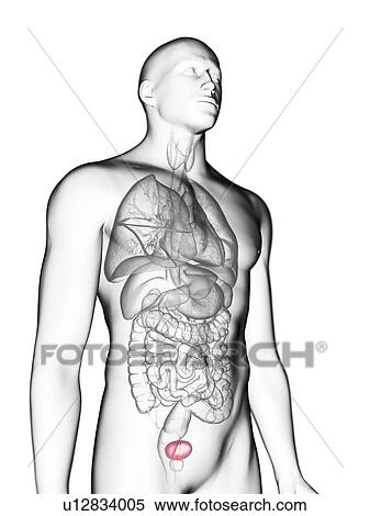 Illustration of a man's bladder. View Large Photo Image Stock Photography - Illustration of a man's bladder.. Fotosearch