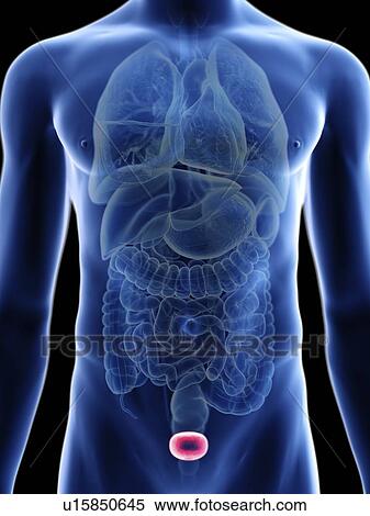 Illustration of a man's bladder. View Large Photo Image Stock Photography - Illustration of a man's bladder.. Fotosearch