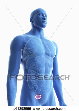 Illustration of a man's bladder. View Large Photo Image Stock Photography - Illustration of a man's bladder.. Fotosearch