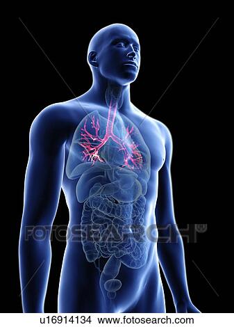 Picture - Illustration of a man's bronchi.. Fotosearch