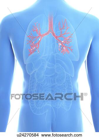 Picture - Illustration of a man's bronchi.. Fotosearch