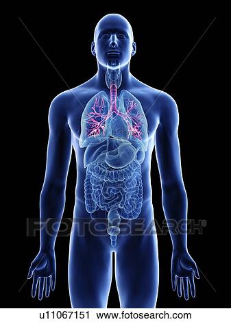 Stock Image - Illustration of a man's bronchi.. Fotosearch