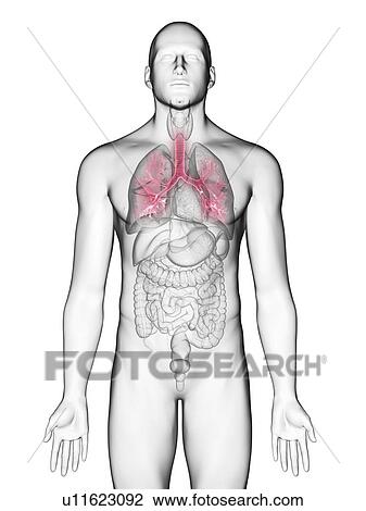 Stock Image - Illustration of a man's bronchi.. Fotosearch