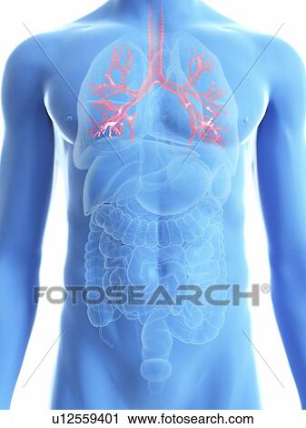 Illustration of a man's bronchi. View Large Photo Image Stock Image - Illustration of a man's bronchi.. Fotosearch