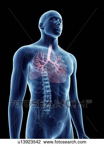 Stock Image - Illustration of a man's bronchi.. Fotosearch
