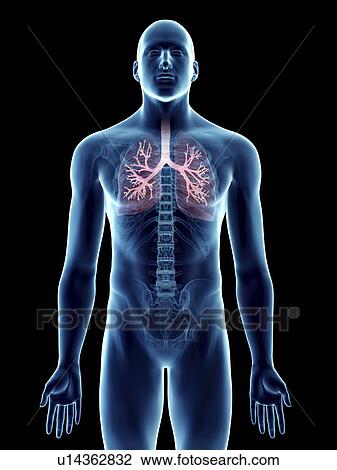 Illustration of a man's bronchi. View Large Photo Image Stock Image - Illustration of a man's bronchi.. Fotosearch