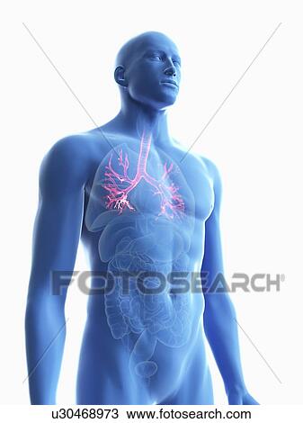 Stock Image - Illustration of a man's bronchi.. Fotosearch