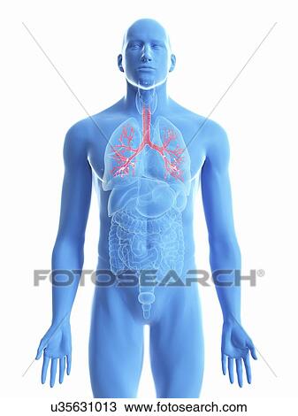 Illustration of a man's bronchi. View Large Photo Image Stock Image - Illustration of a man's bronchi.. Fotosearch