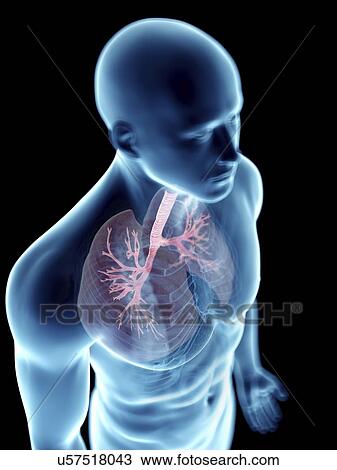 Illustration of a man's bronchi. View Large Photo Image Stock Image - Illustration of a man's bronchi.. Fotosearch