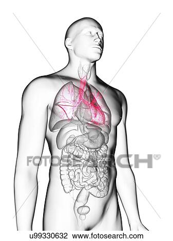 Illustration of a man's bronchi. View Large Photo Image Stock Image - Illustration of a man's bronchi.. Fotosearch