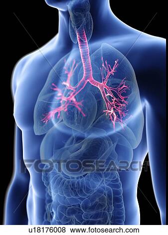 Illustration of a man's bronchi. View Large Photo Image Stock Photo - Illustration of a man's bronchi.. Fotosearch