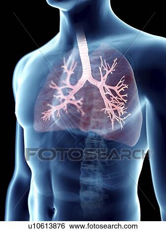 Stock Photograph - Illustration of a man's bronchi.. Fotosearch