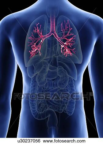 Stock Photograph - Illustration of a man's bronchi.. Fotosearch