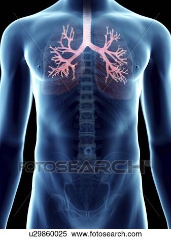 Stock Photography - Illustration of a man's bronchi.. Fotosearch