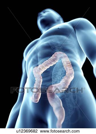 Stock Image - Illustration of a man's colon.. Fotosearch