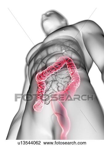 Stock Image - Illustration of a man's colon.. Fotosearch