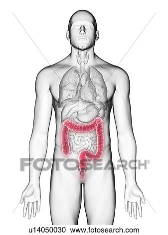 Stock Image - Illustration of a man's colon.. Fotosearch