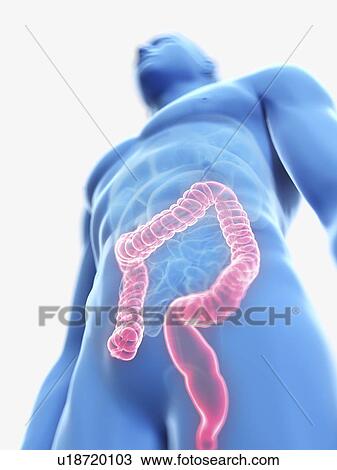 Stock Image - Illustration of a man's colon.. Fotosearch