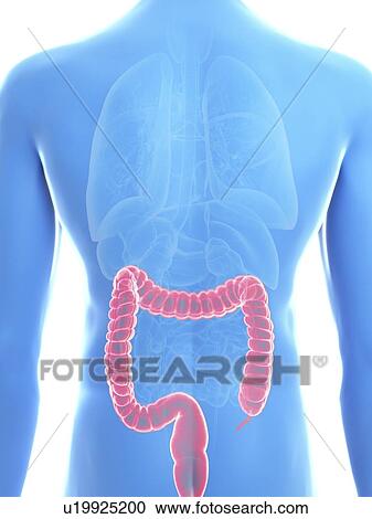 Illustration of a man's colon. View Large Photo Image Stock Image - Illustration of a man's colon.. Fotosearch