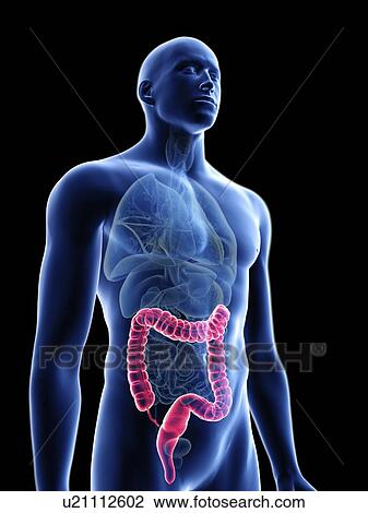 Stock Image - Illustration of a man's colon.. Fotosearch